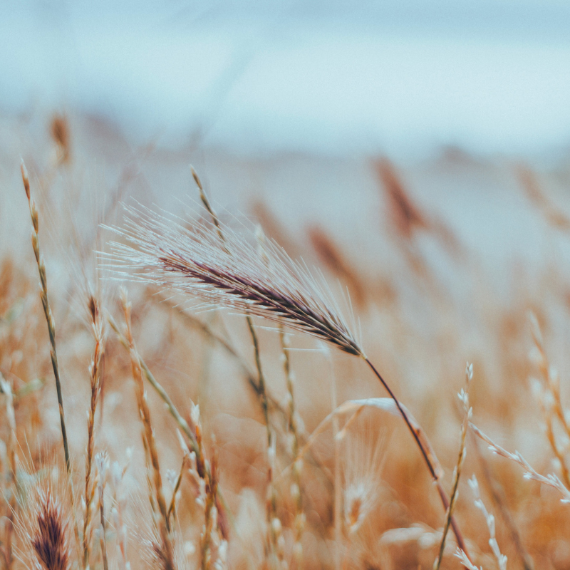 Western Canadian Grain